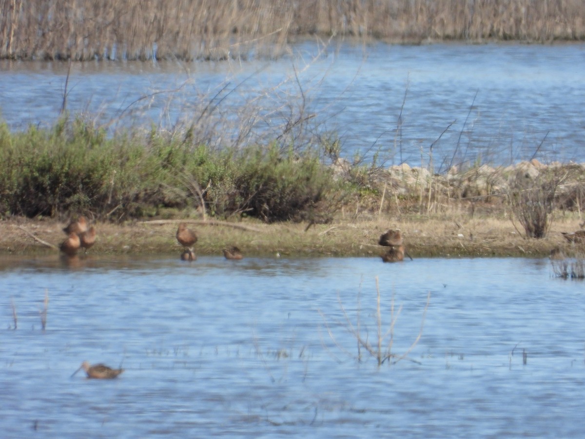 Long-billed Dowitcher - Bill Holland