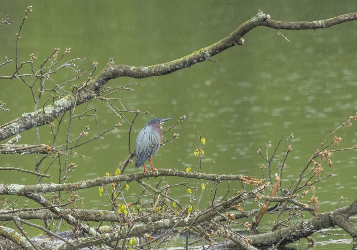 Green Heron - ML618459585