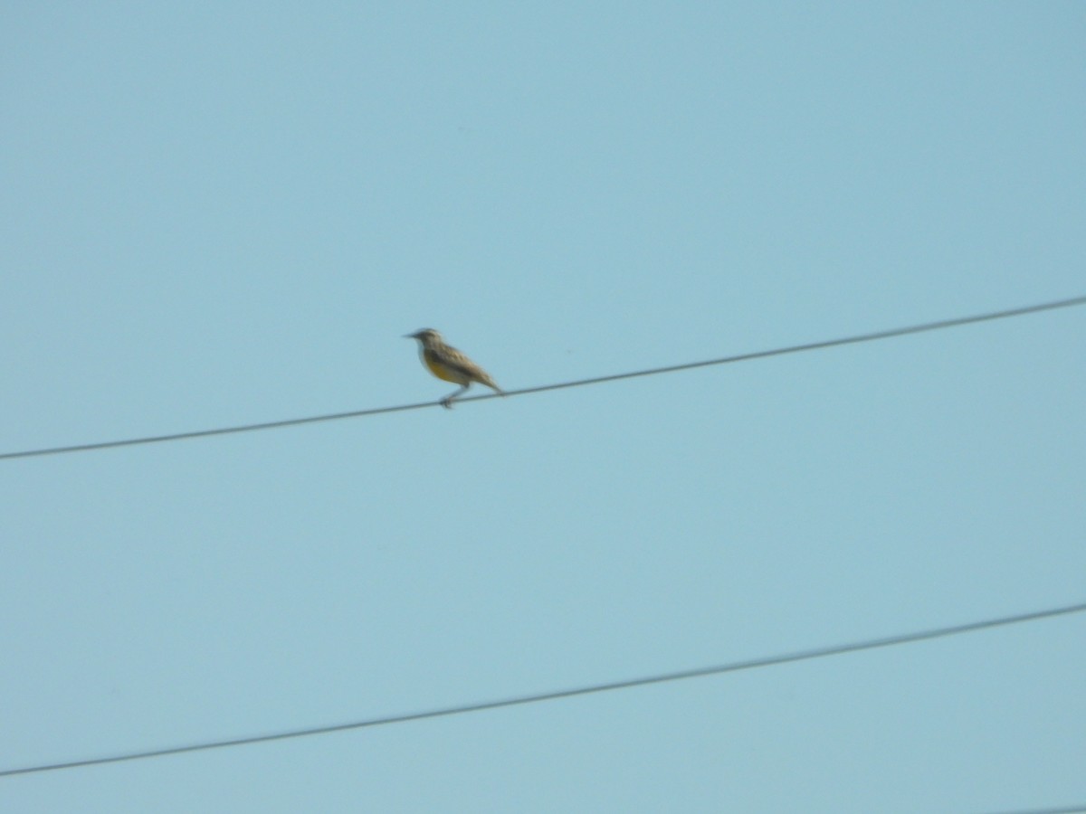 Western Meadowlark - ML618459589