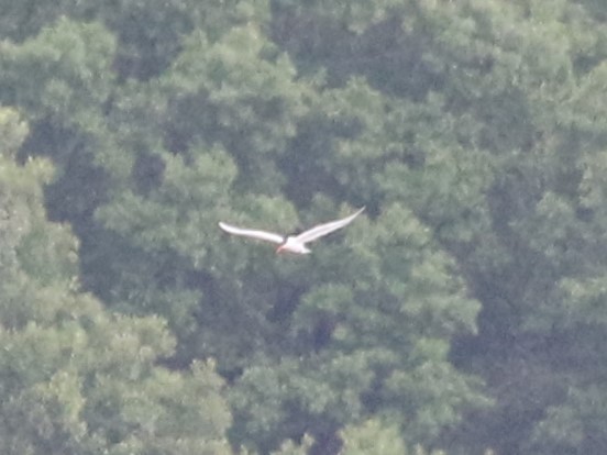 Royal Tern - Steve Calver