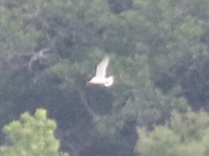 Royal Tern - ML618459601