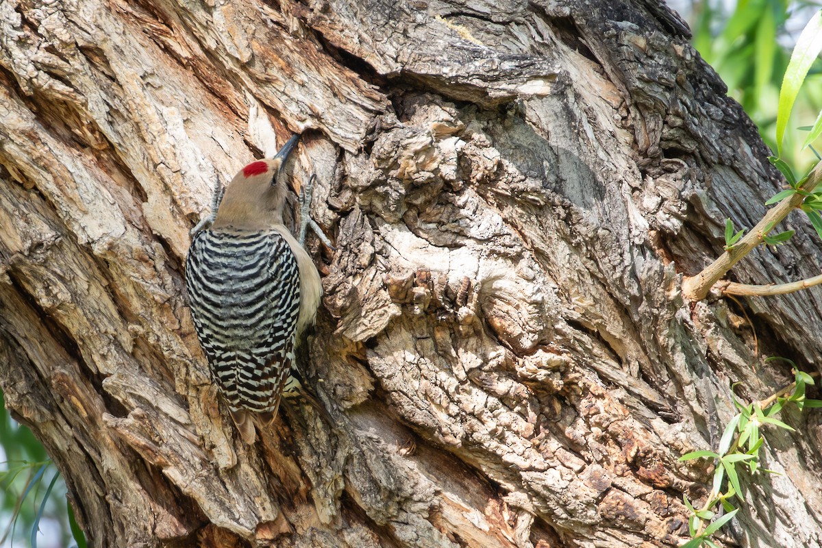 Gila Woodpecker - J.B. Churchill