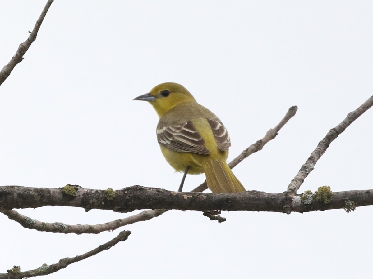 Orchard Oriole - ML618459619