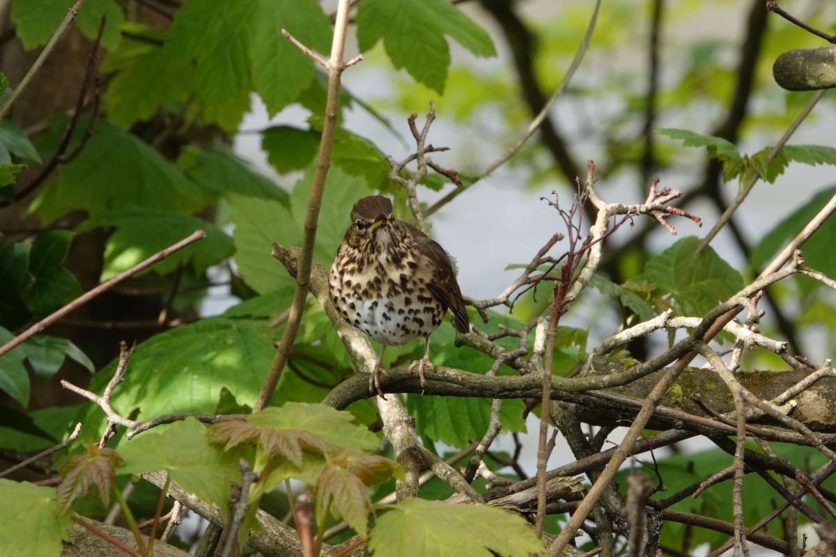 Song Thrush - Nancy Henke