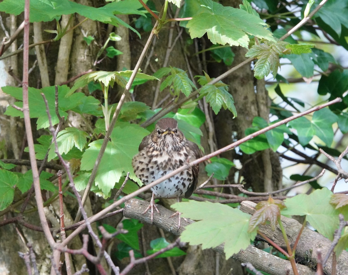 Song Thrush - Nancy Henke