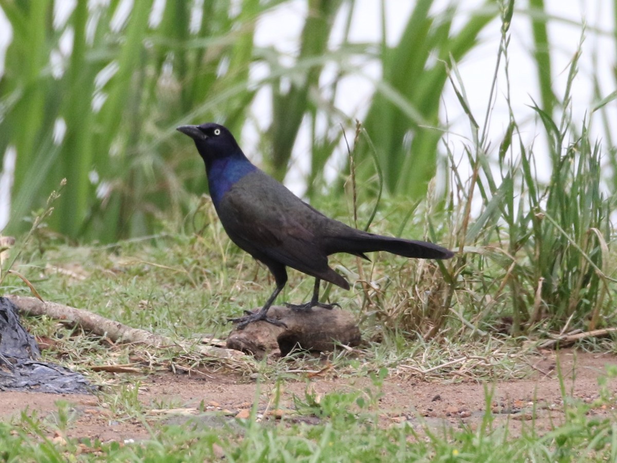 Common Grackle - ML618459698