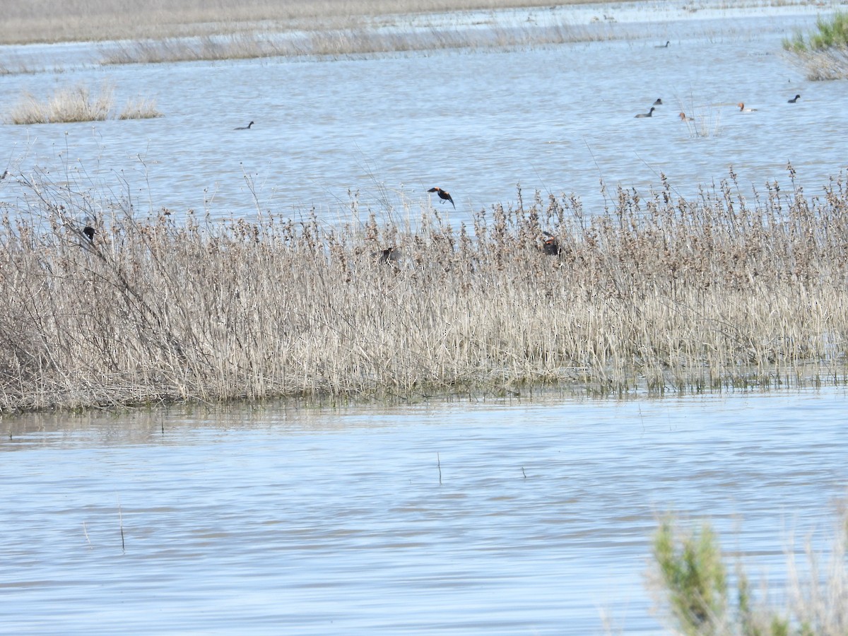 Red-winged Blackbird - ML618459716