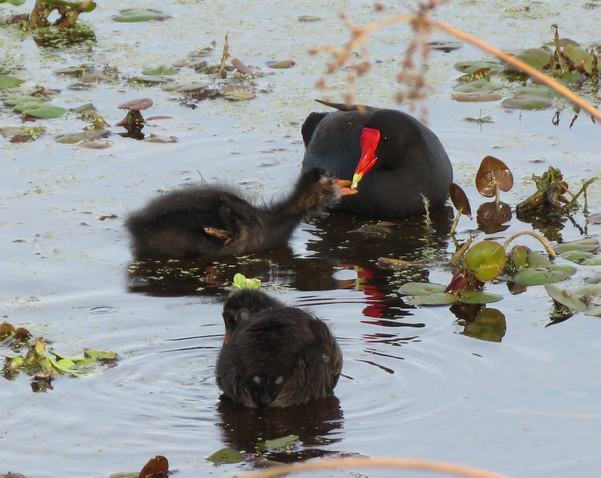 Common Gallinule - la h