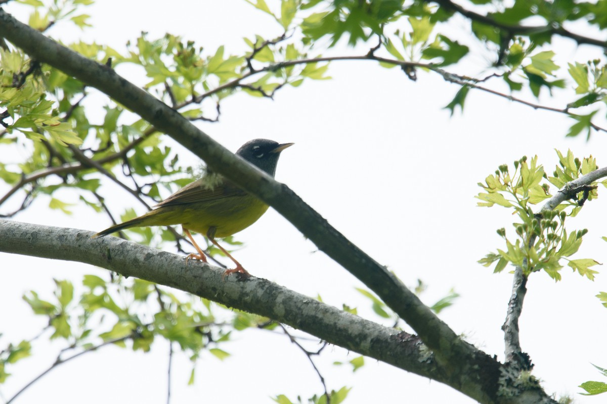 MacGillivray's Warbler - ML618459745