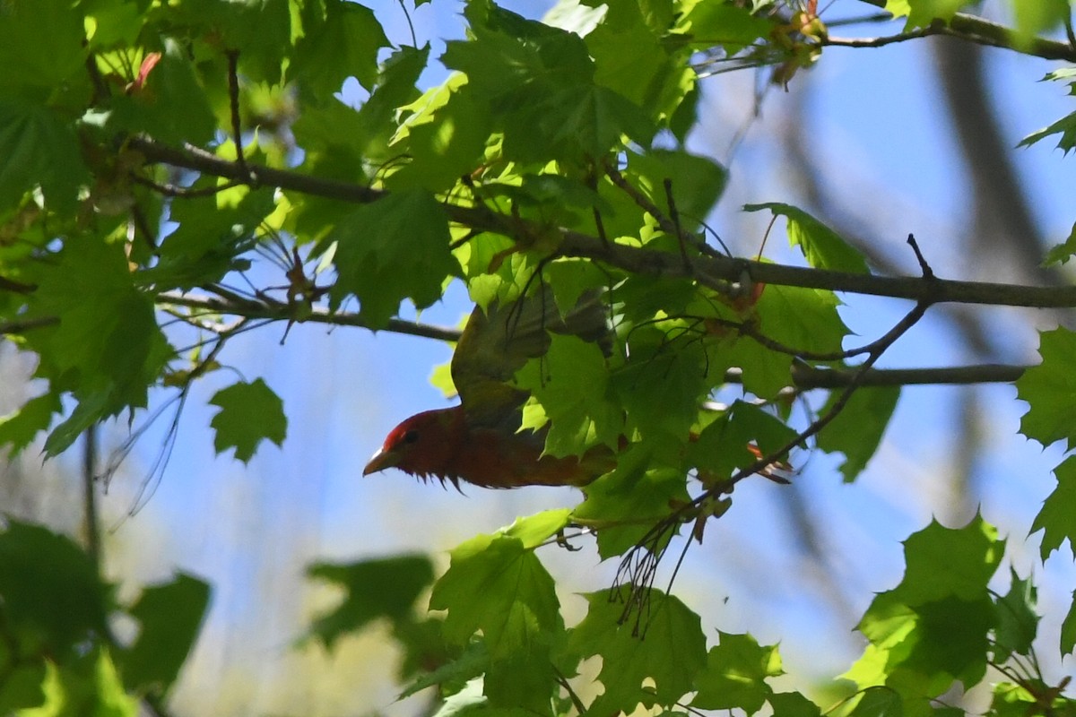 Summer Tanager - Sarah Lamond