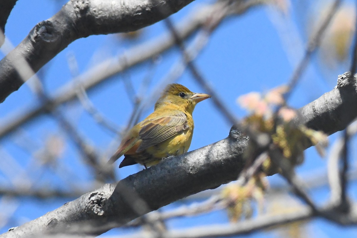 Summer Tanager - Sarah Lamond