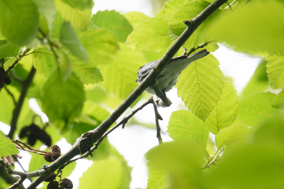 Black-throated Gray Warbler - Randy Dzenkiw