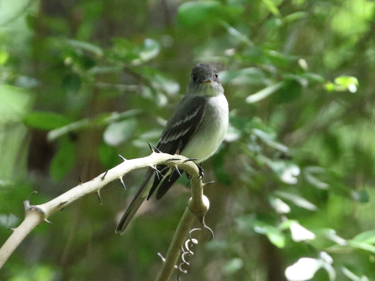 Eastern Wood-Pewee - ML618459824