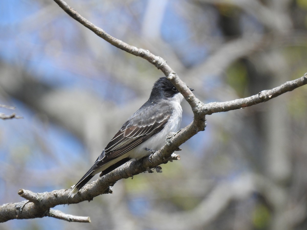 Eastern Kingbird - Zain Sirohey