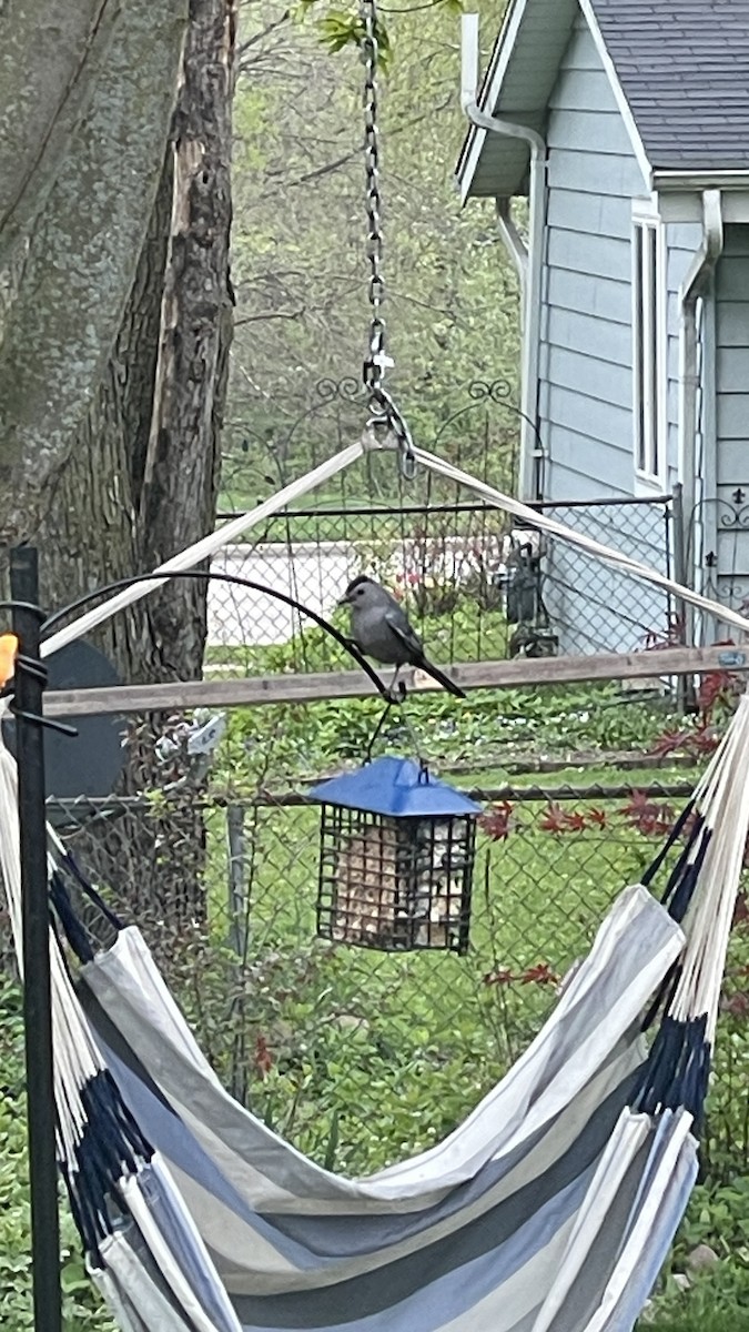 Gray Catbird - Anne Burdge