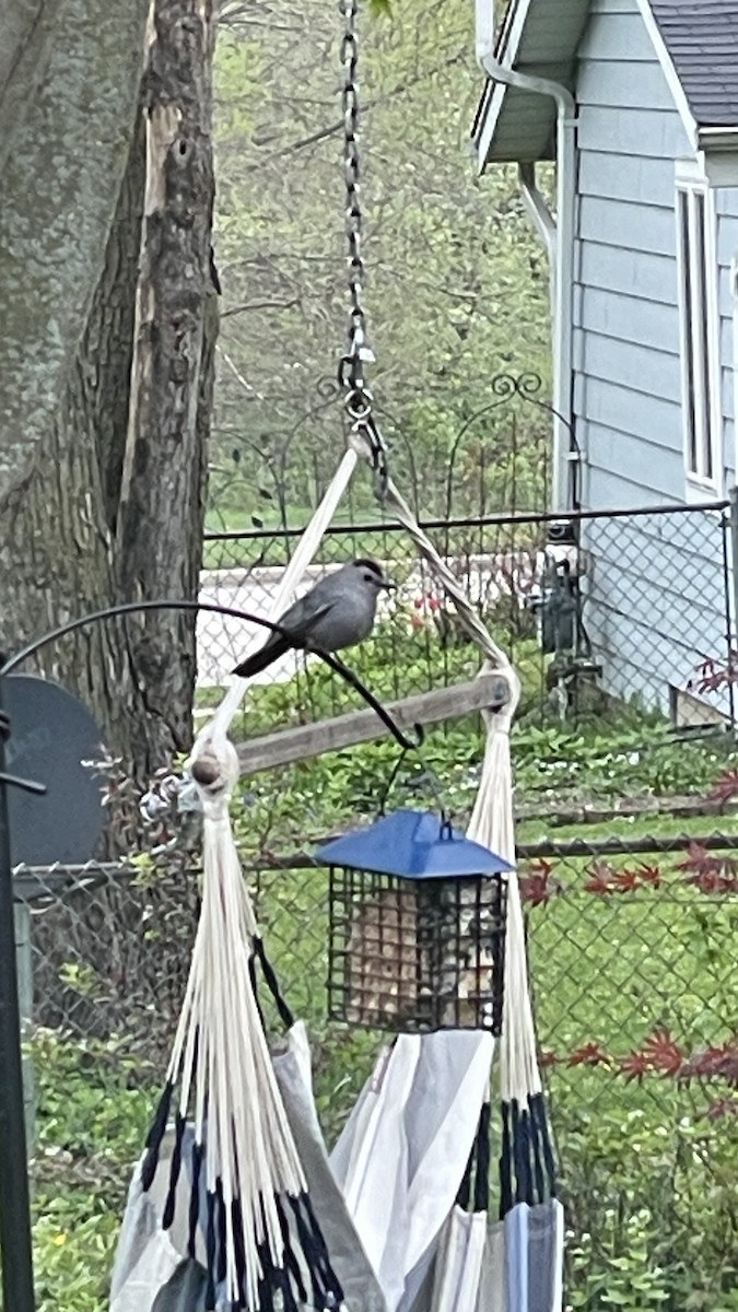 Gray Catbird - ML618459828