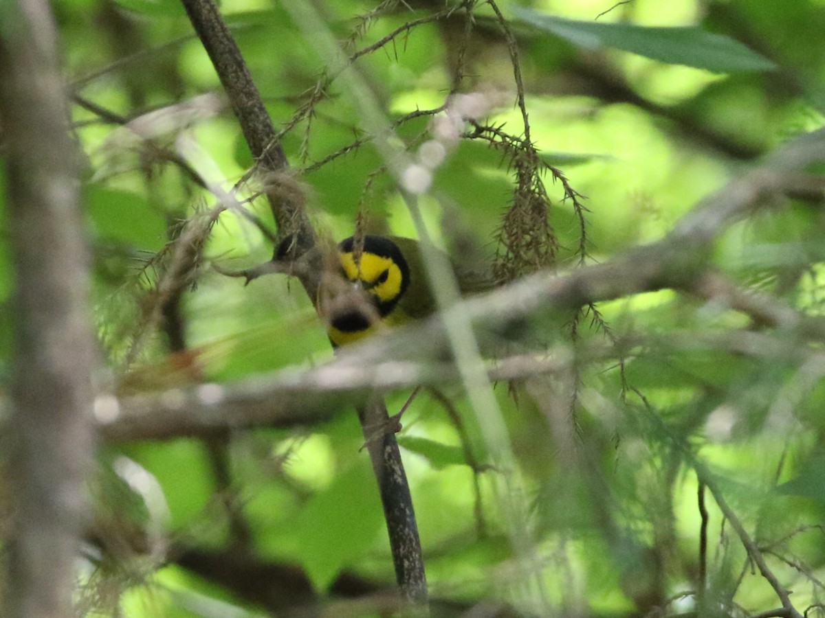 Hooded Warbler - ML618459838