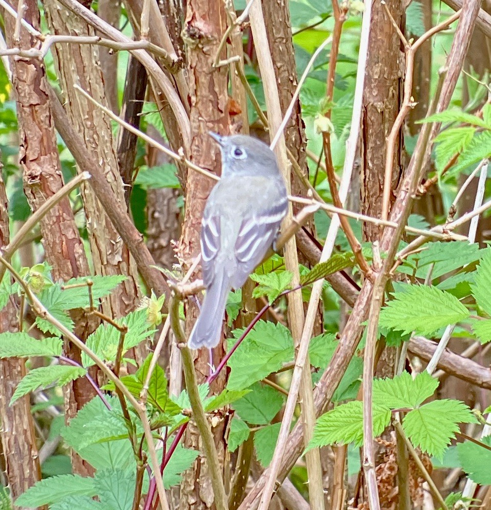 Dusky Flycatcher - ML618459849