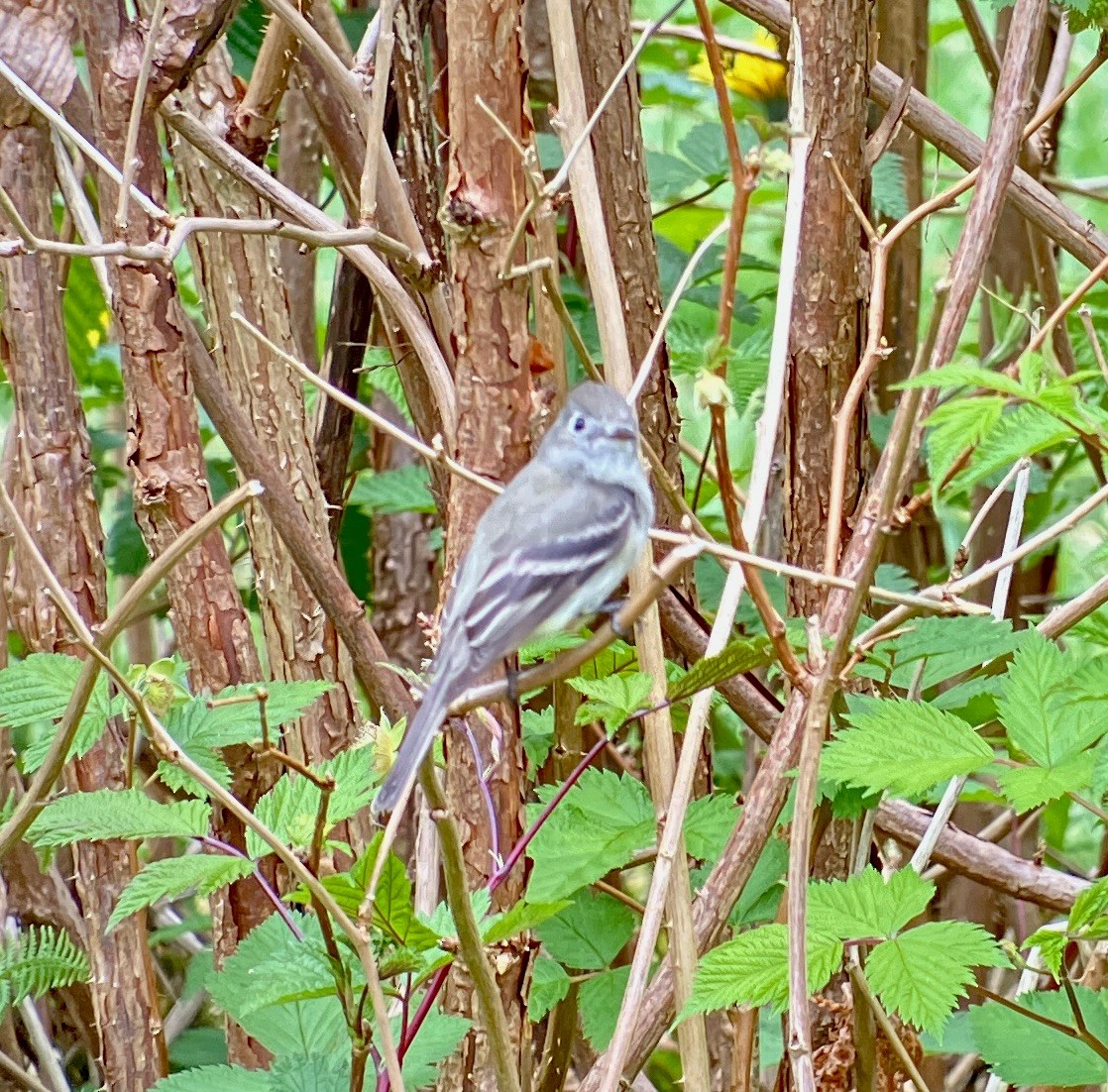 Dusky Flycatcher - ML618459853