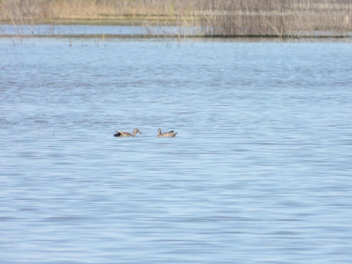 Canard chipeau - ML618459885