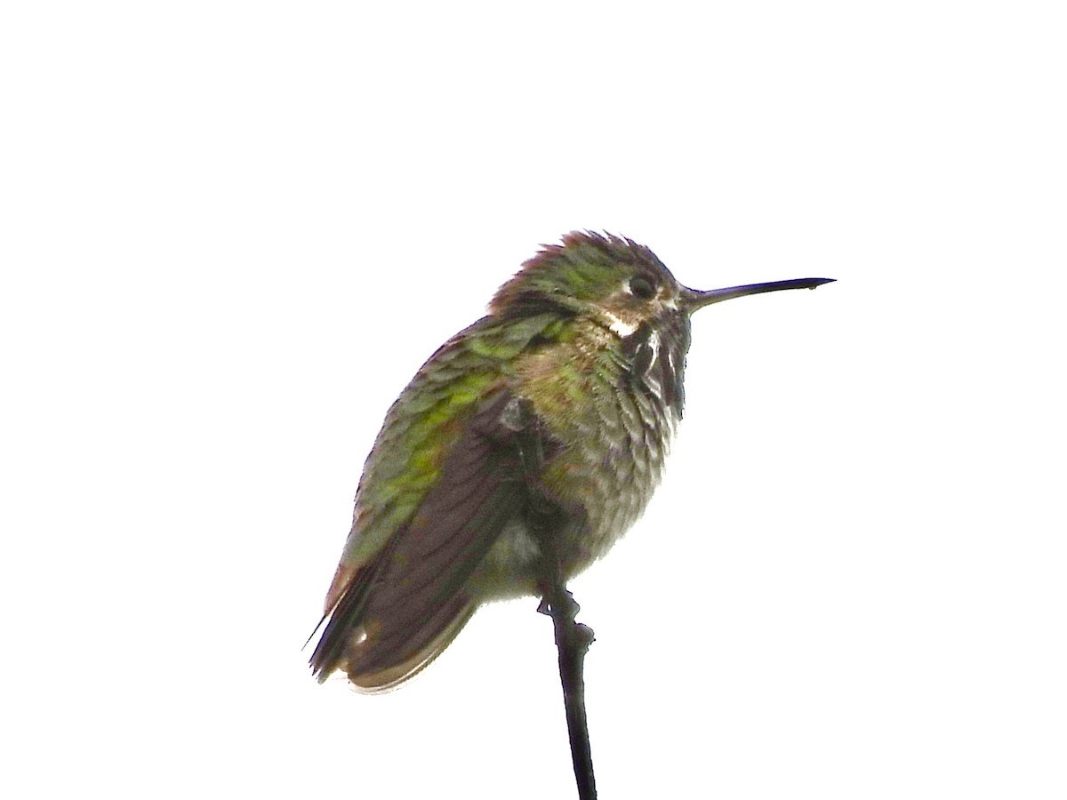 Calliope Hummingbird - ML618459887