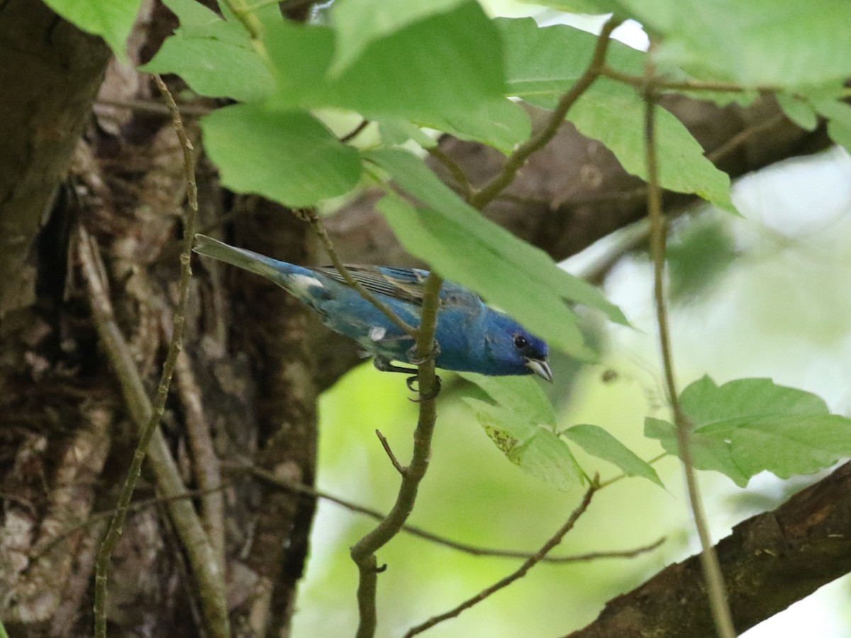 Indigo Bunting - ML618459899