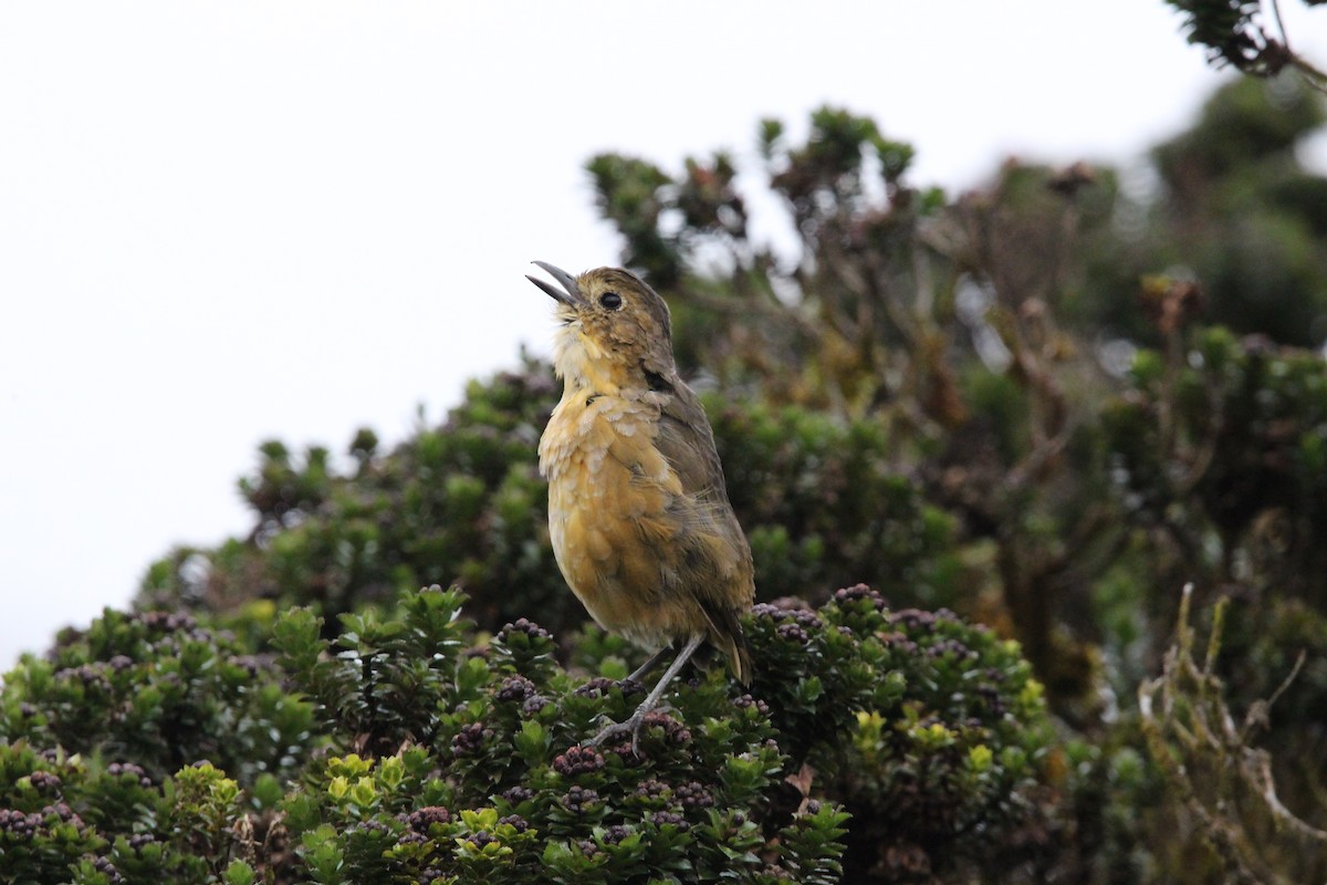 Tawny Antpitta - ML618459911