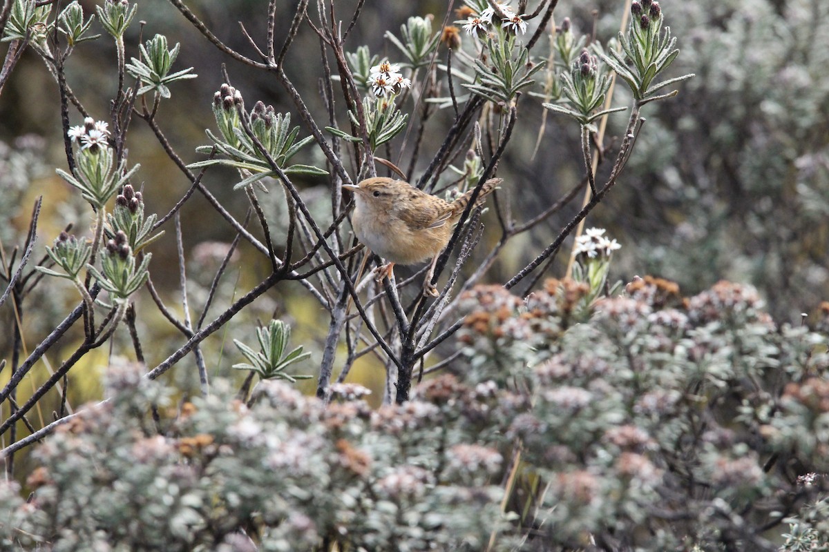 Grass Wren (Paramo) - ML618459946