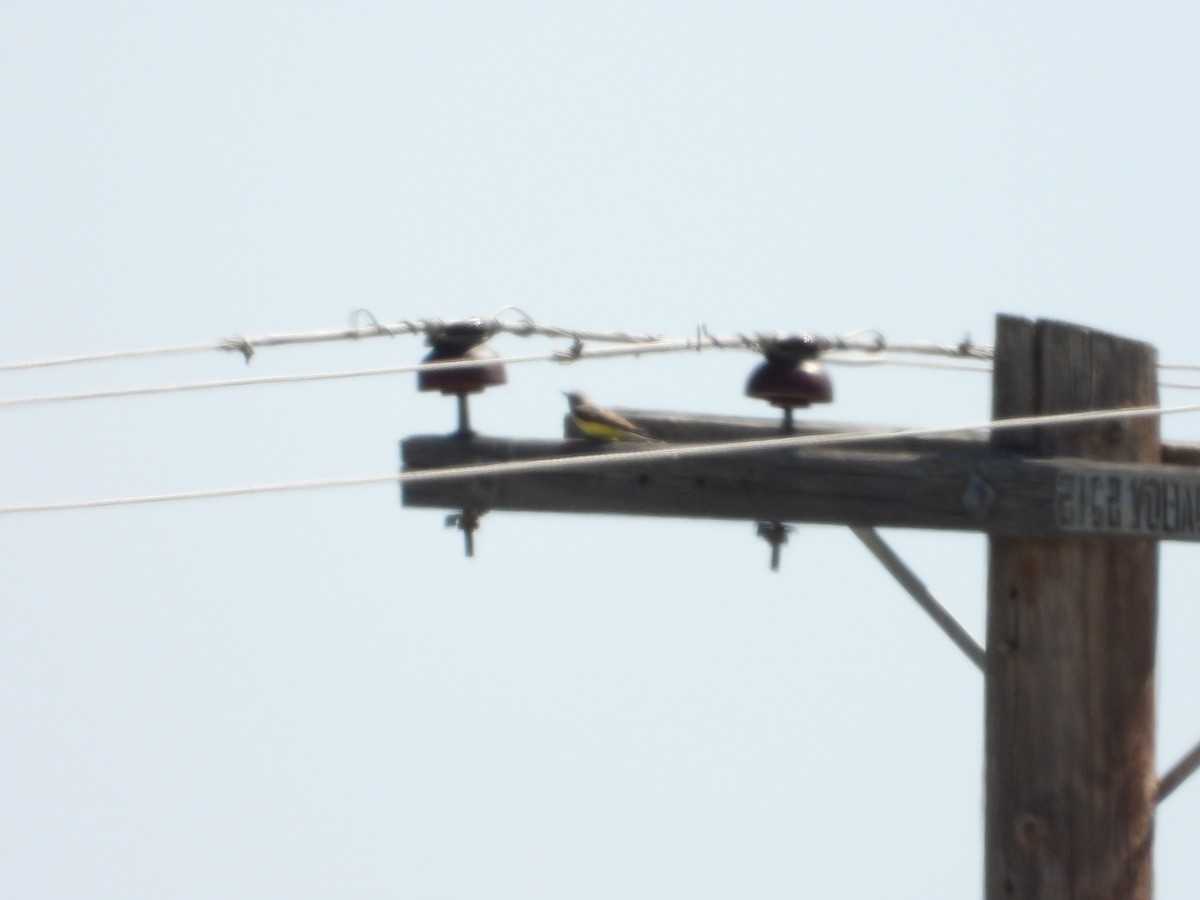 Western Kingbird - Bill Holland