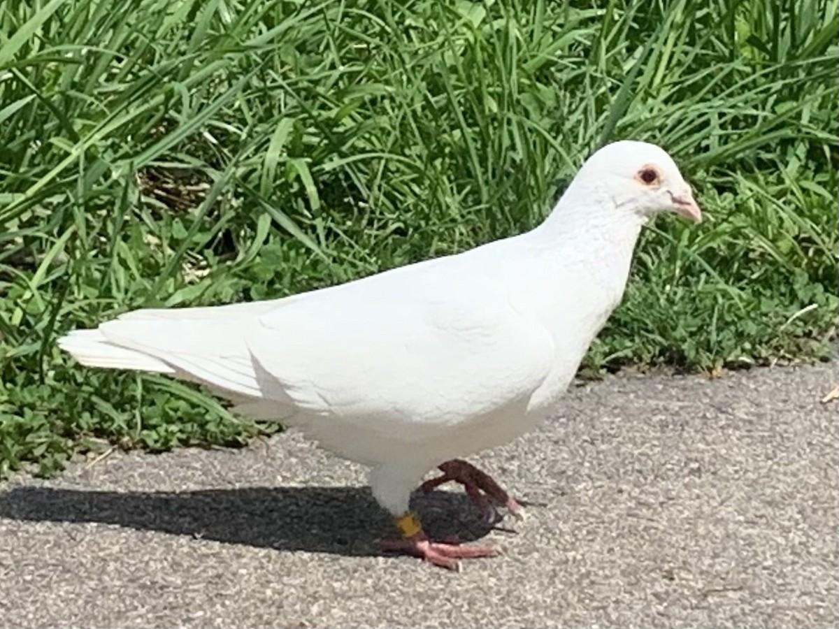pigeon/dove sp. - ML618460007