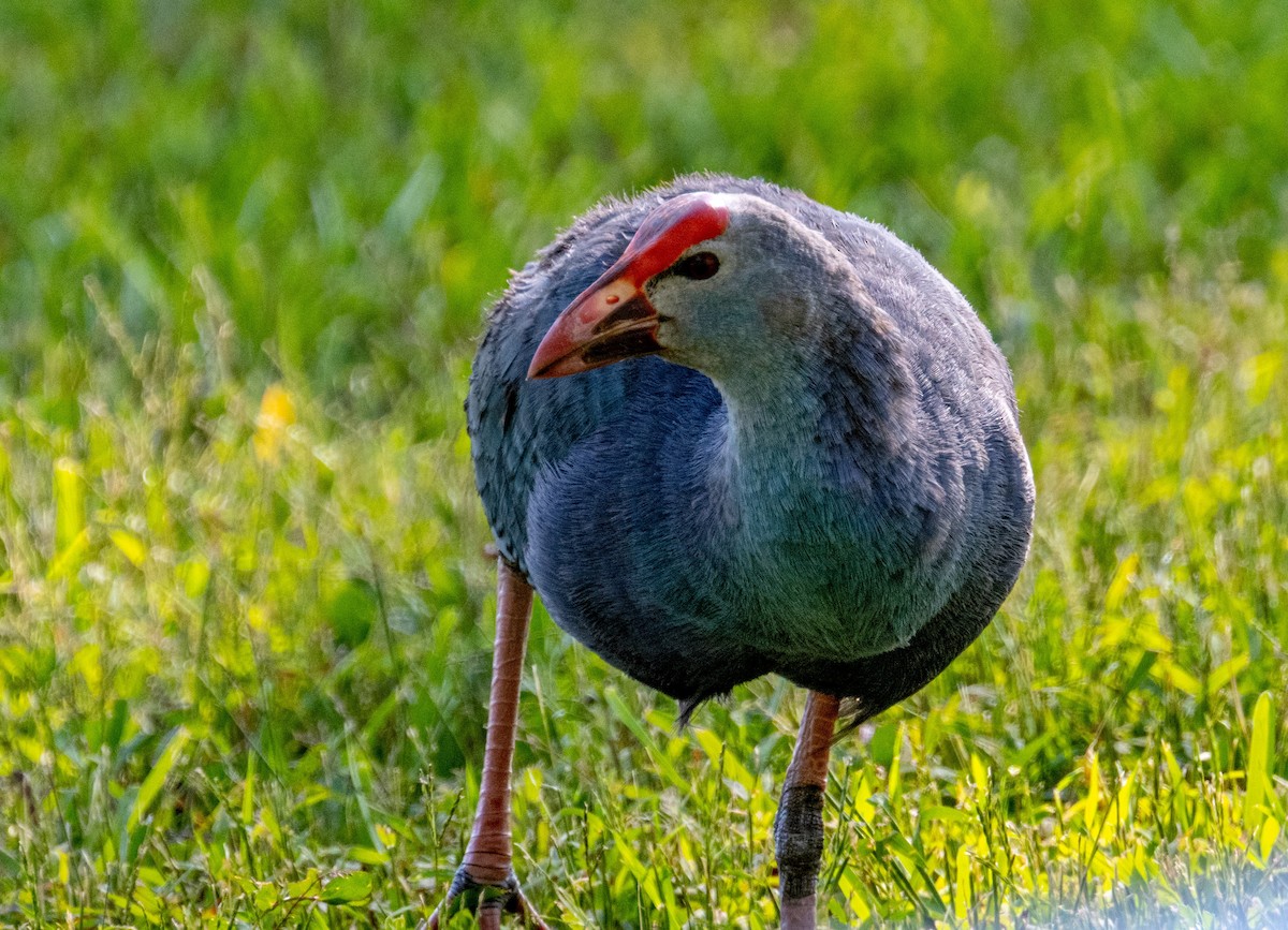 Gray-headed Swamphen - Ken Milender