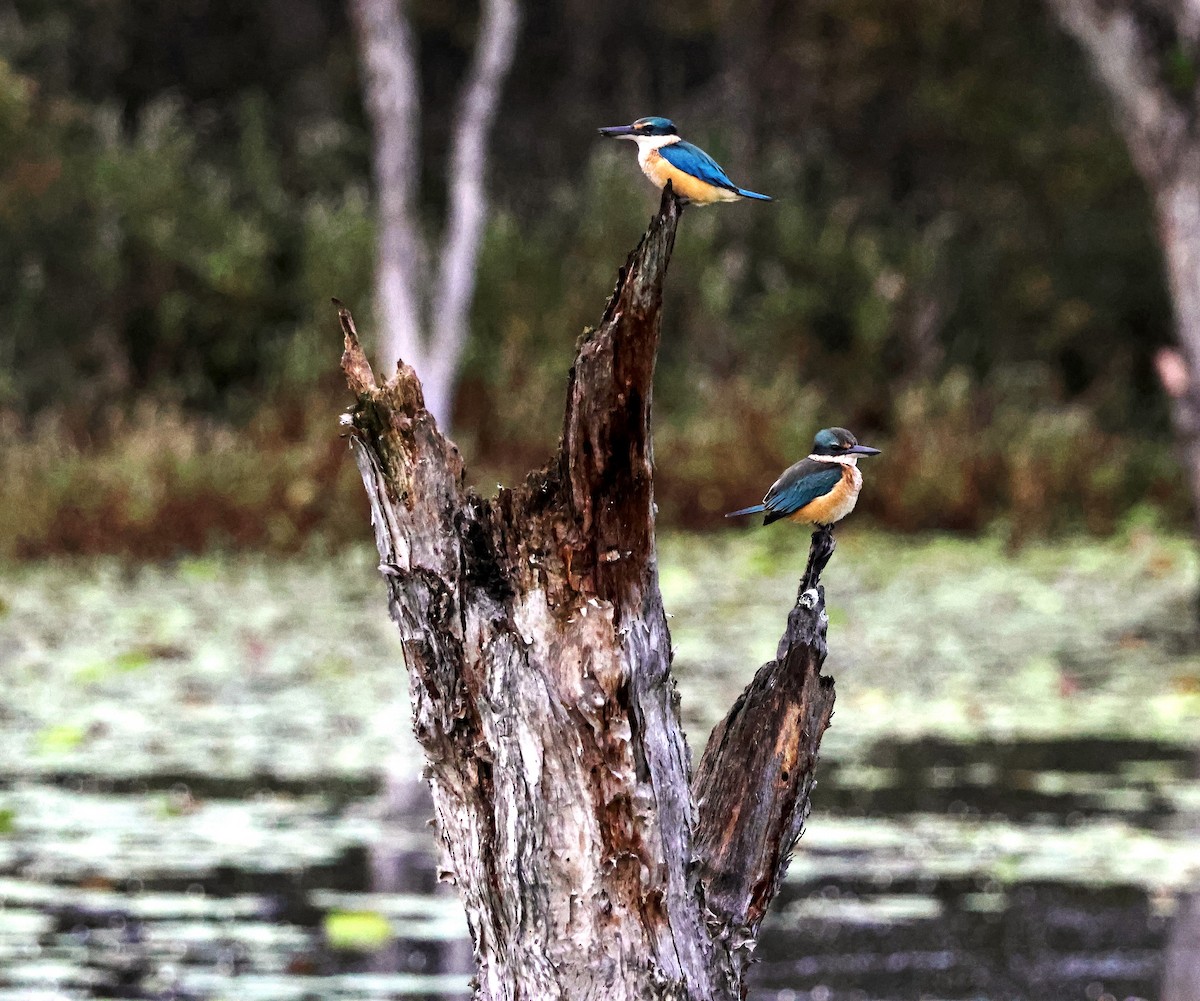 Sacred Kingfisher - ML618460024