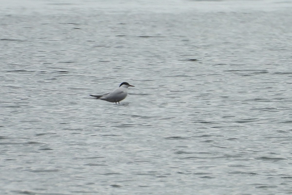 Common Tern - S. K.  Jones