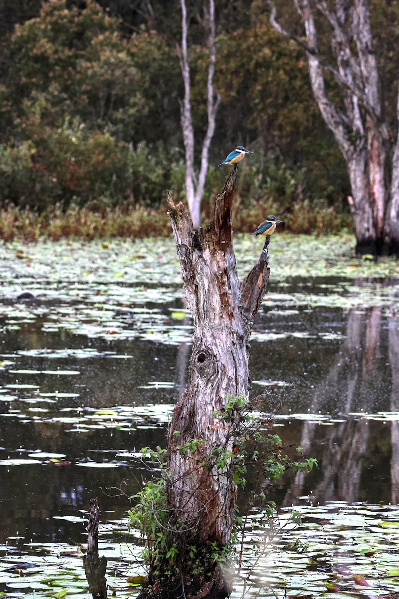 Sacred Kingfisher - ML618460031