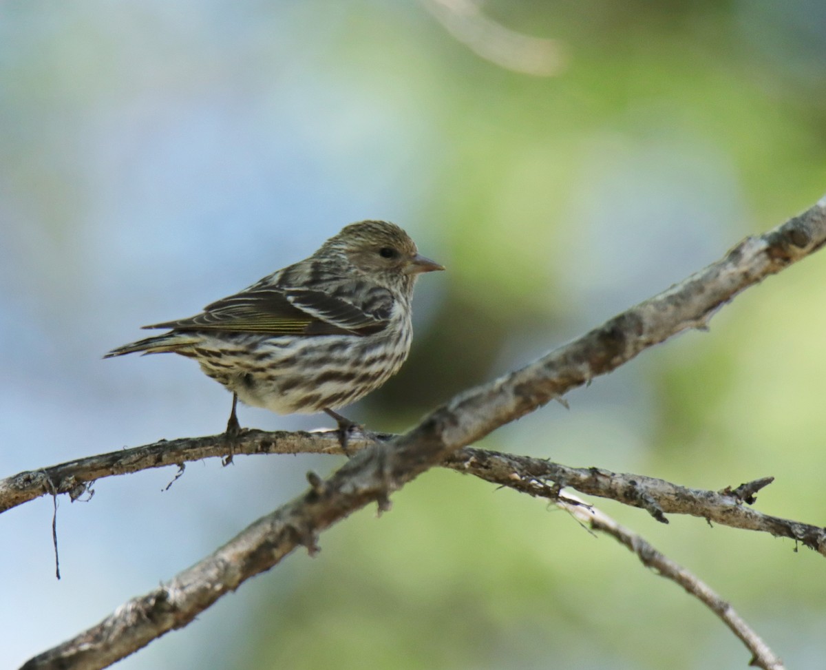 Pine Siskin - ML618460075