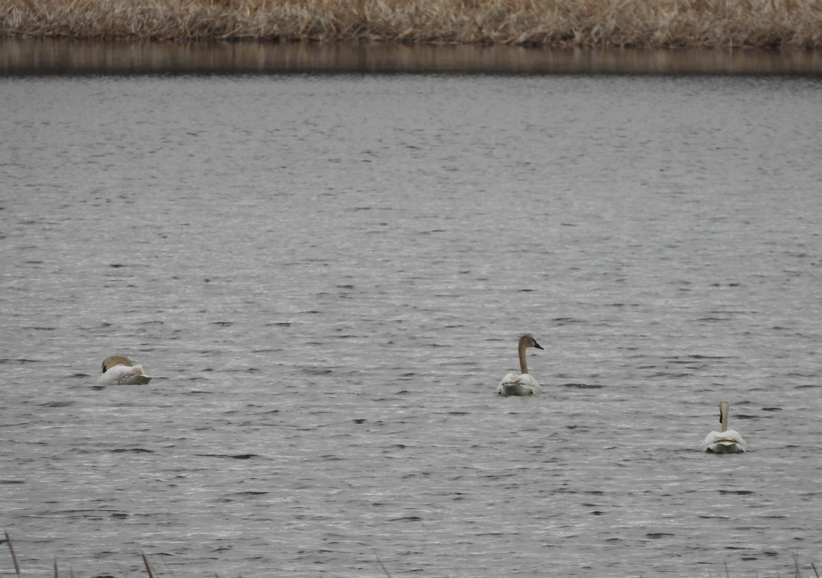 Trumpeter Swan - Germain Savard