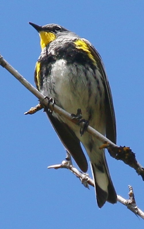 lesňáček žlutoskvrnný (ssp. auduboni) - ML618460142