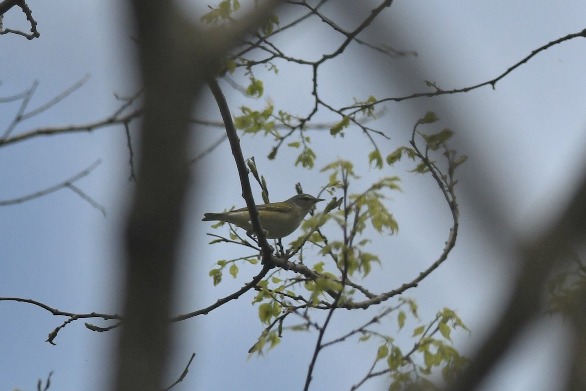 Tennessee Warbler - Sarah Lamond