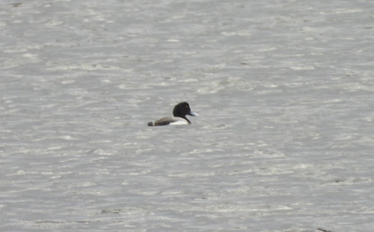 Greater Scaup - Germain Savard