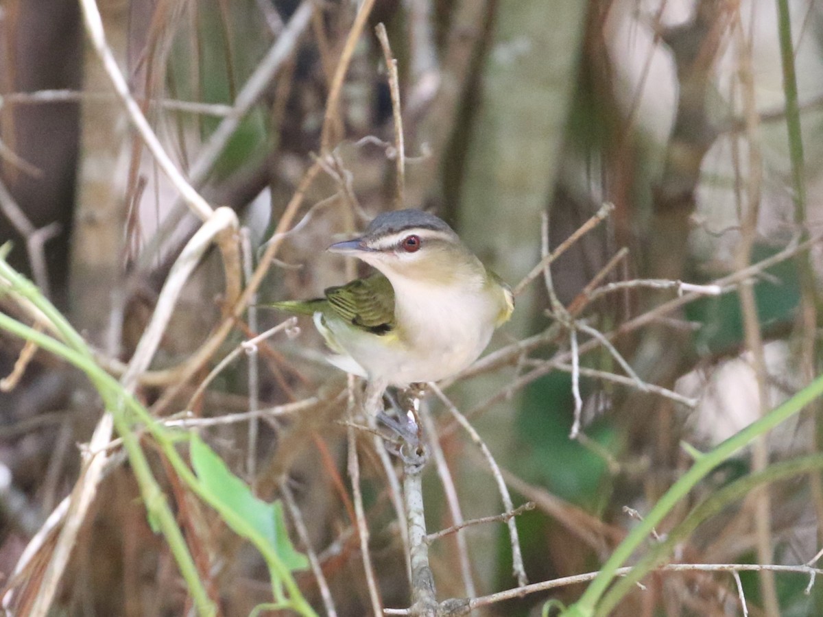 rødøyevireo - ML618460165