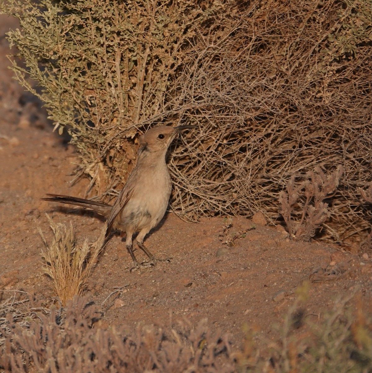 LeConte's Thrasher - Timothy Spahr