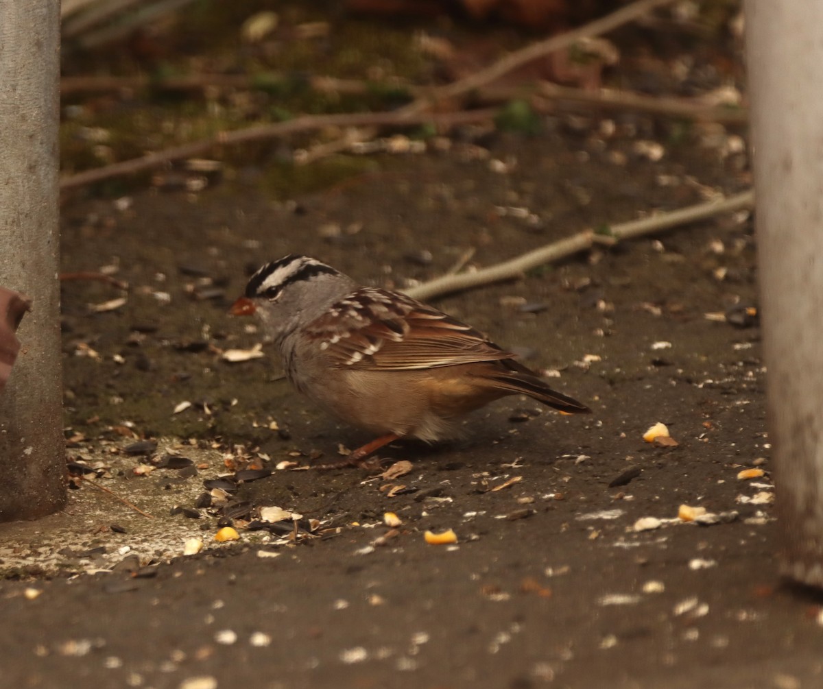 White-crowned Sparrow - ML618460196