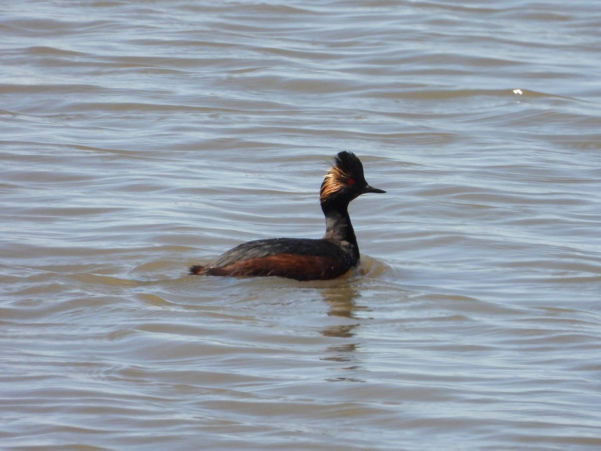 Eared Grebe - Bill Holland