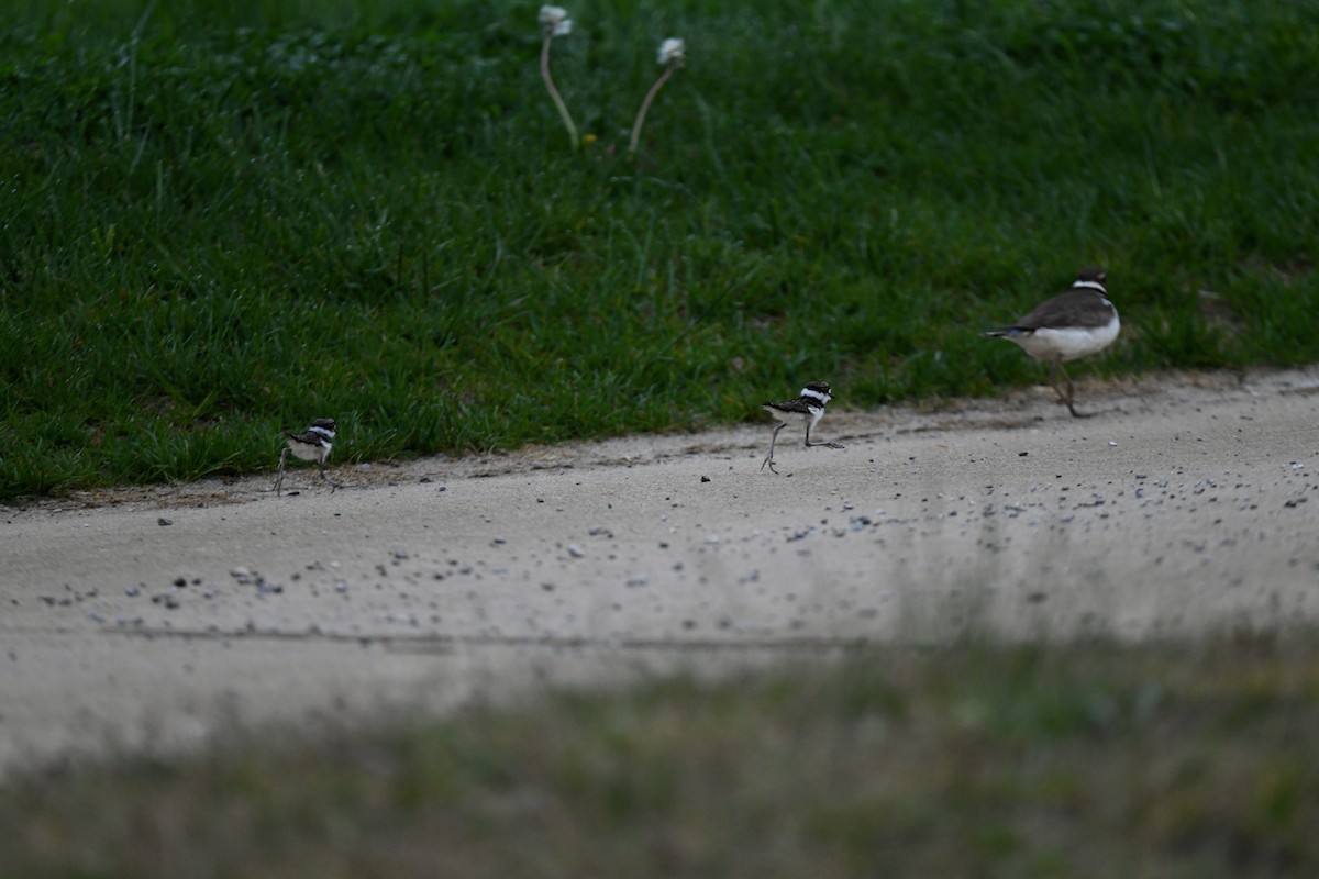 Killdeer - ML618460217