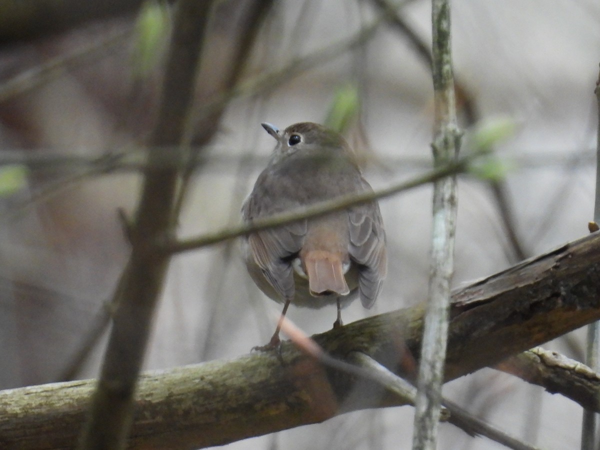 Hermit Thrush - ML618460233