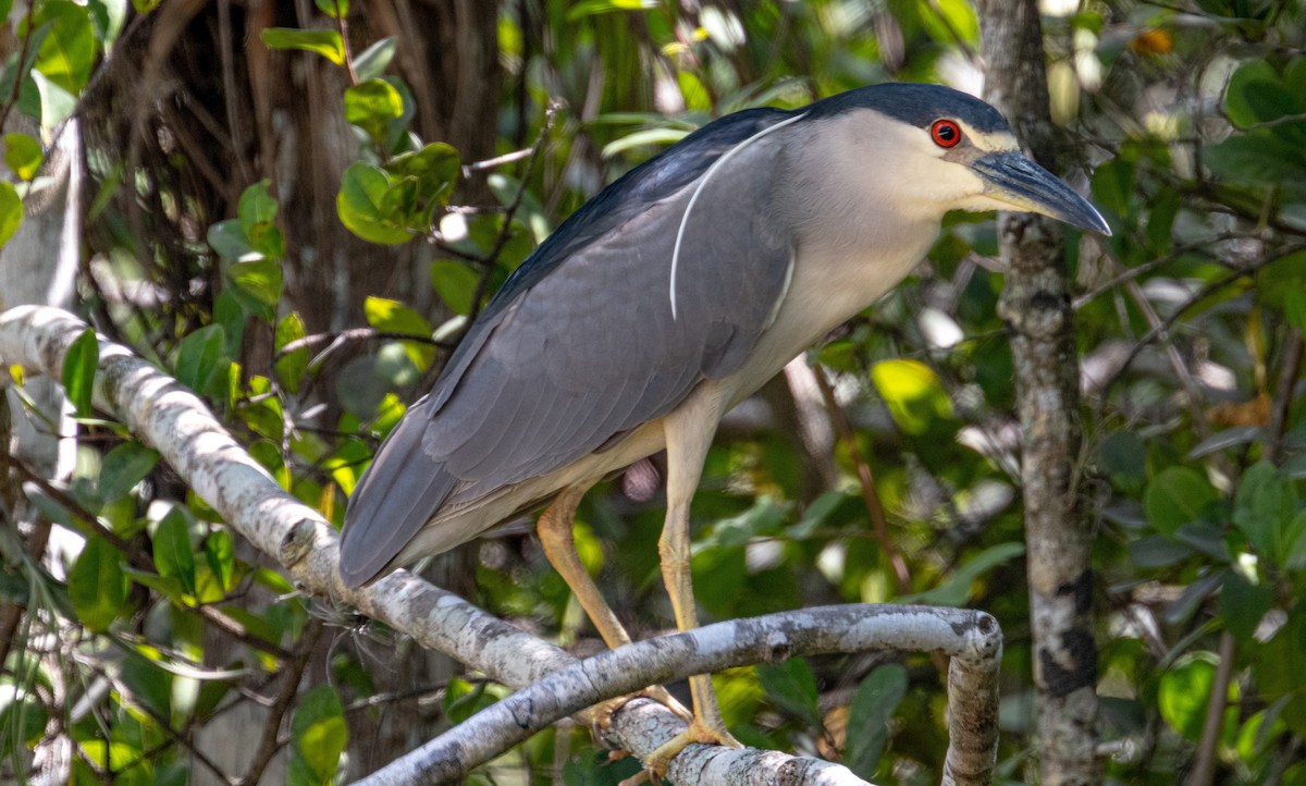 Black-crowned Night Heron - ML618460246