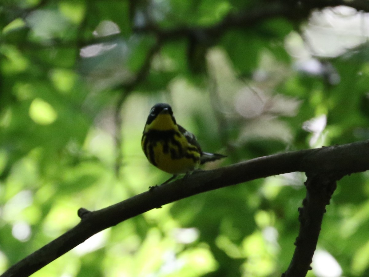 Magnolia Warbler - ML618460248