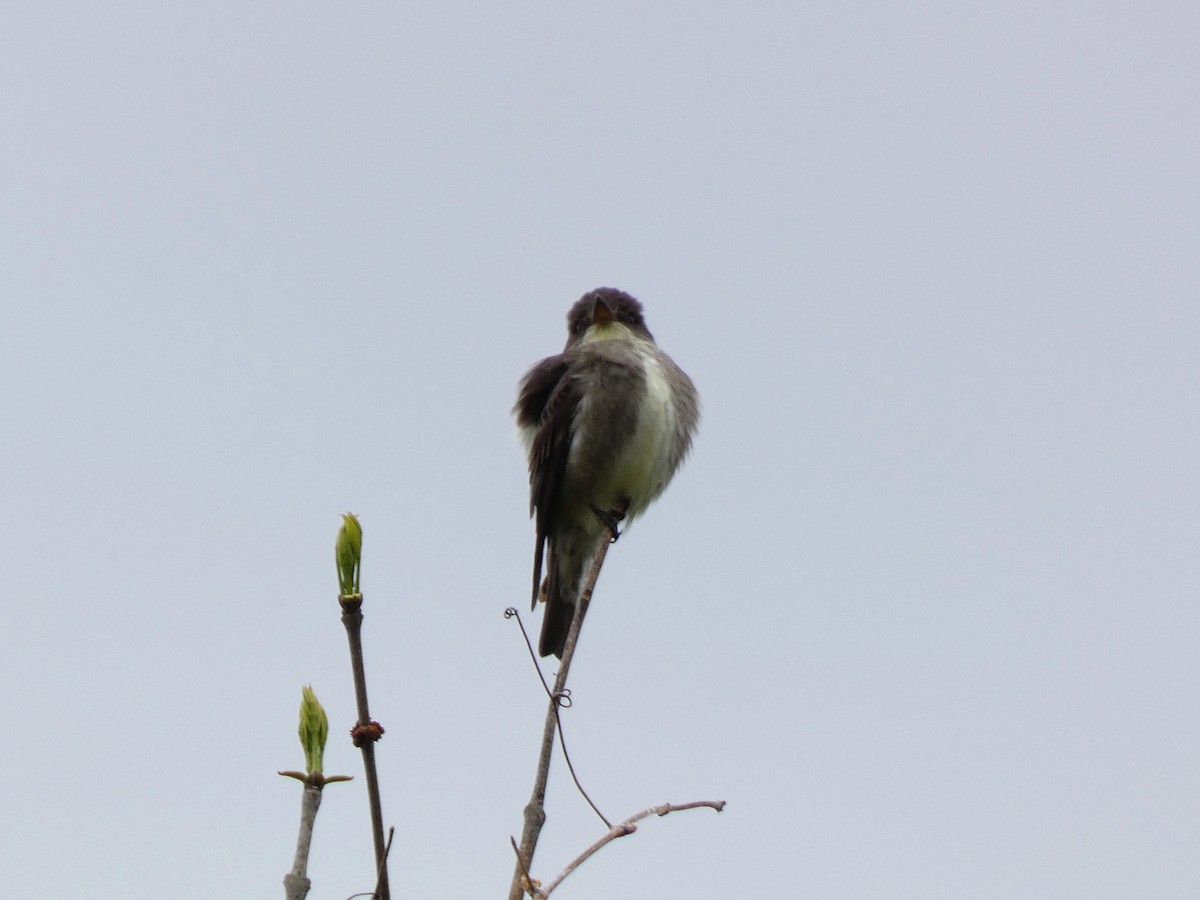 Olive-sided Flycatcher - Paul Suchanek