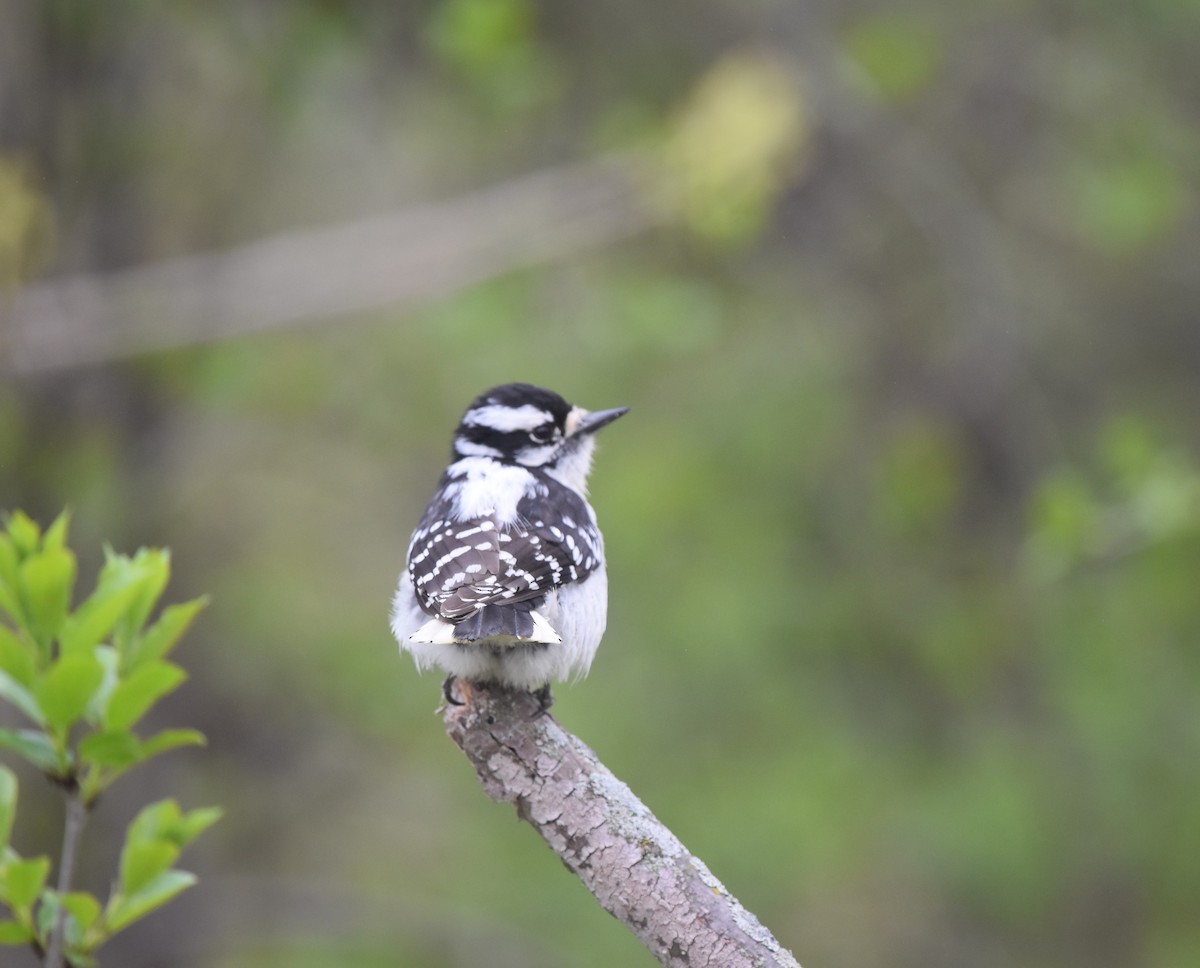 Downy Woodpecker - ML618460282