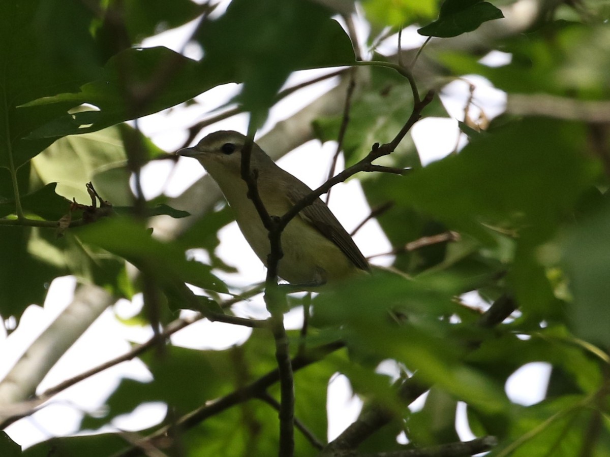 Warbling Vireo - ML618460351